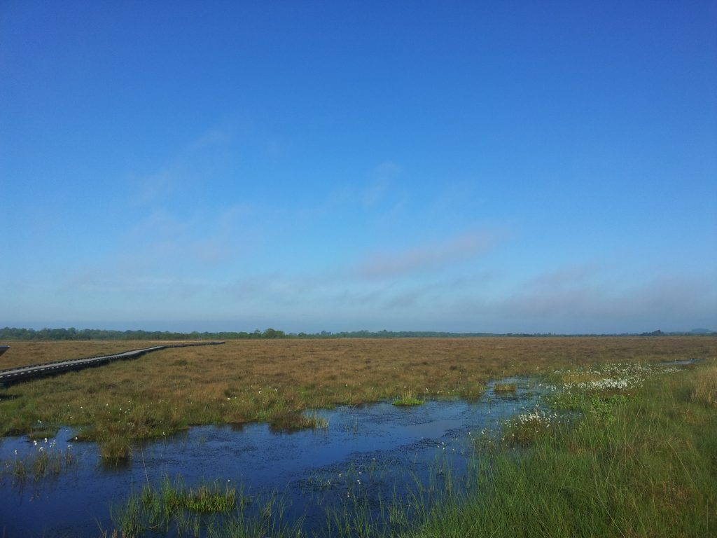 Bog Lands at Clara Bog