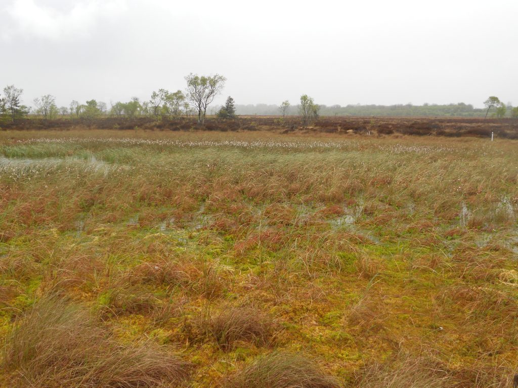 Bog Lands at Clara Bog