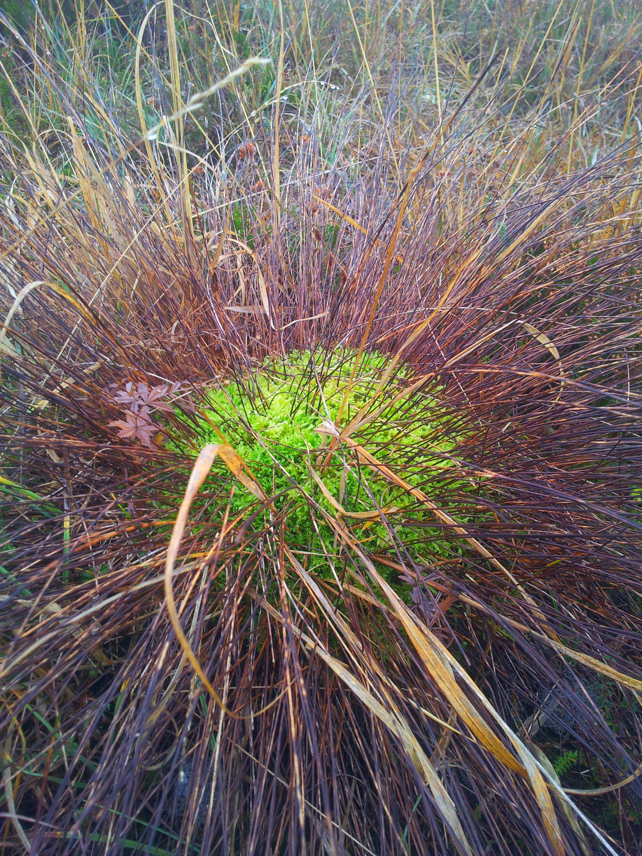 Sphagnum moss