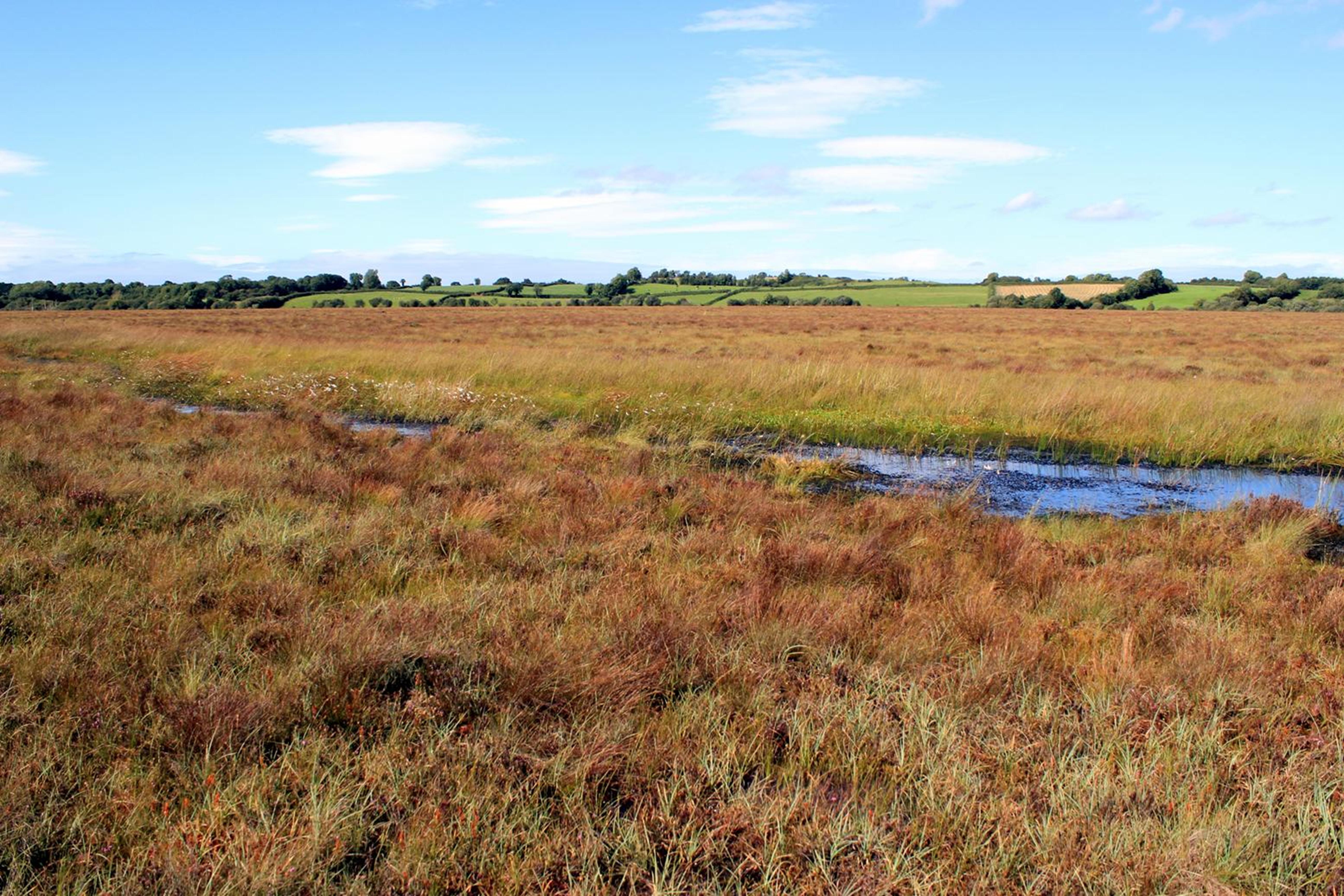 Esker Bog at Clara Bog Nature Reserve