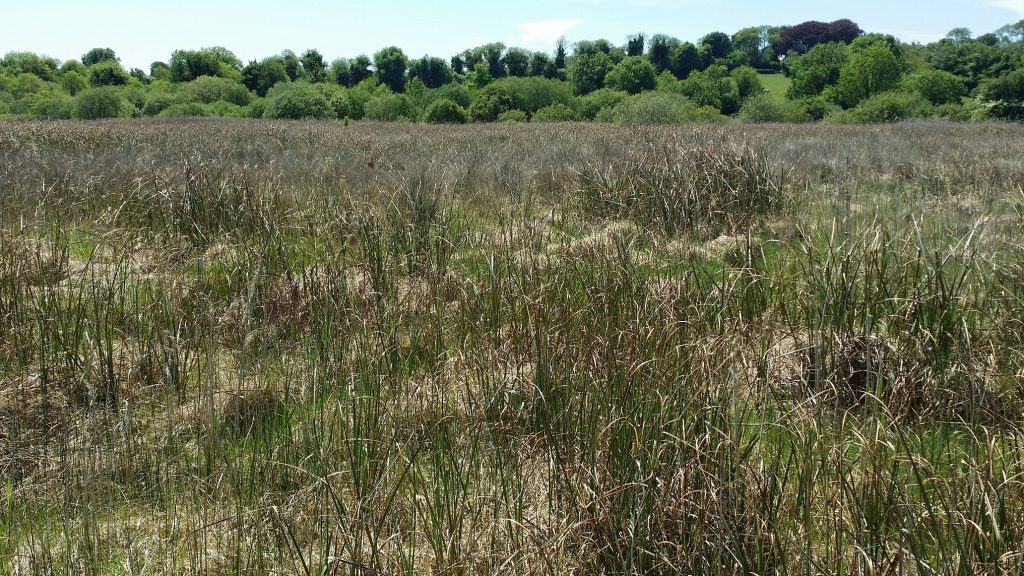 Pollardstown Fen