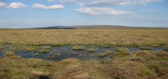 Mountain Bog Pool