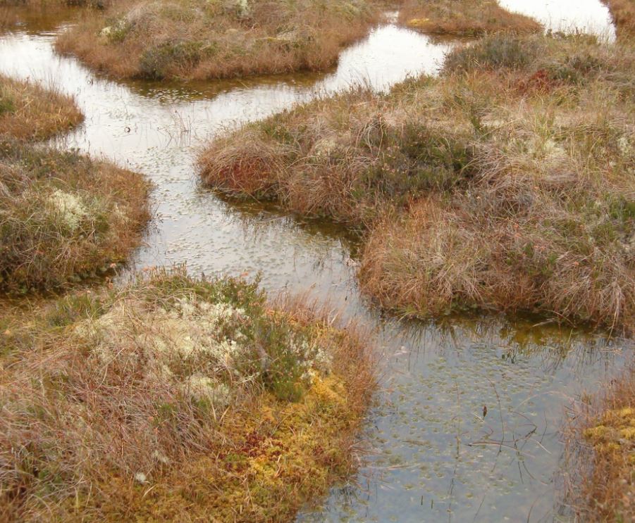 Hummocks and Pools at Clara Bog