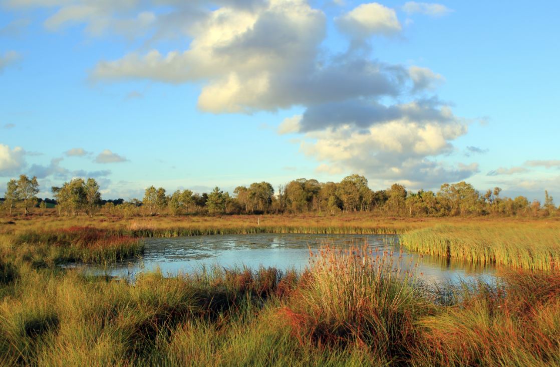 Shanley's Lough