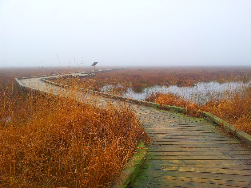 Boardwalk / Walkway on a November Morning