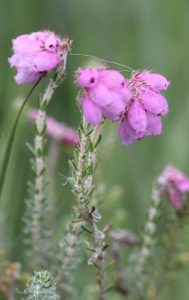 Cross Leaved Heather