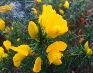 Gorse