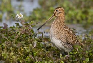 Snipe (Ronan McLaughlin)