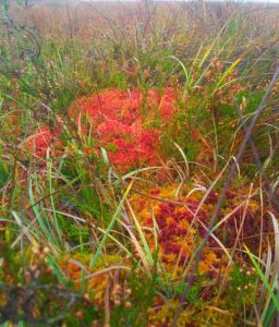 Sphagnum Mosses