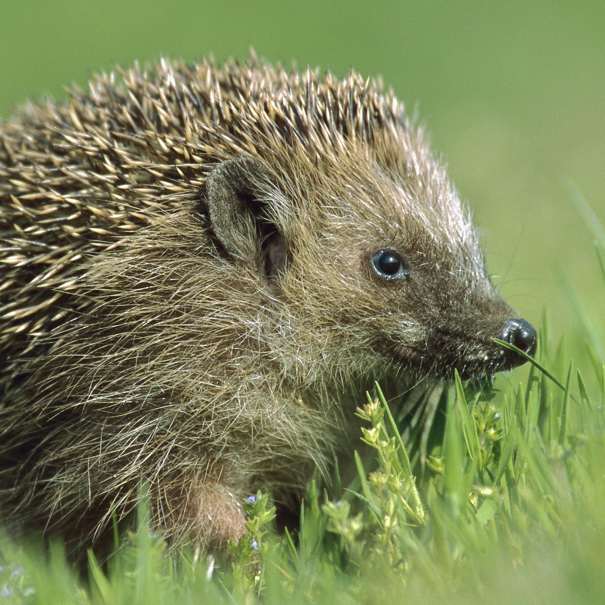 Nocturnal Animals - Species Of The Month Hedgehogs Clara Bog Nature 