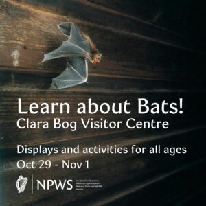 Learn about Bats at Clara Bog Visitor Centre
